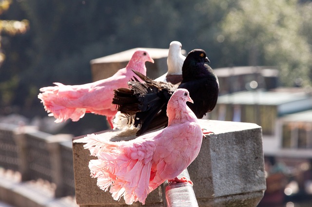 化底蕴和迷 化底蕴和迷