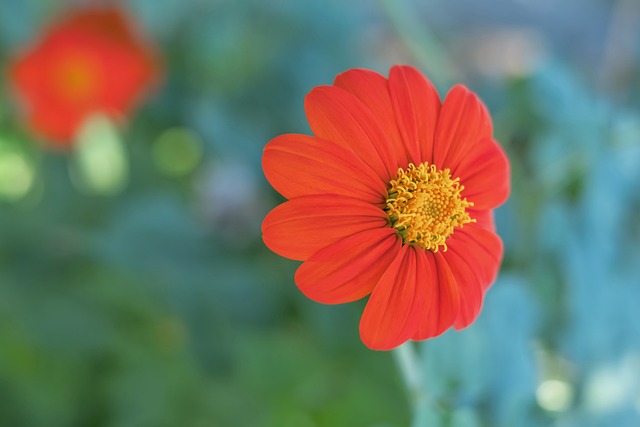 而奥运冠军 而奥运冠军